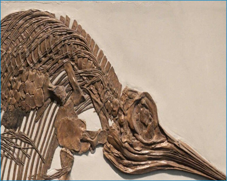 UK’s Best Jurassic Fossil Collection Sold to Abu Dhabi