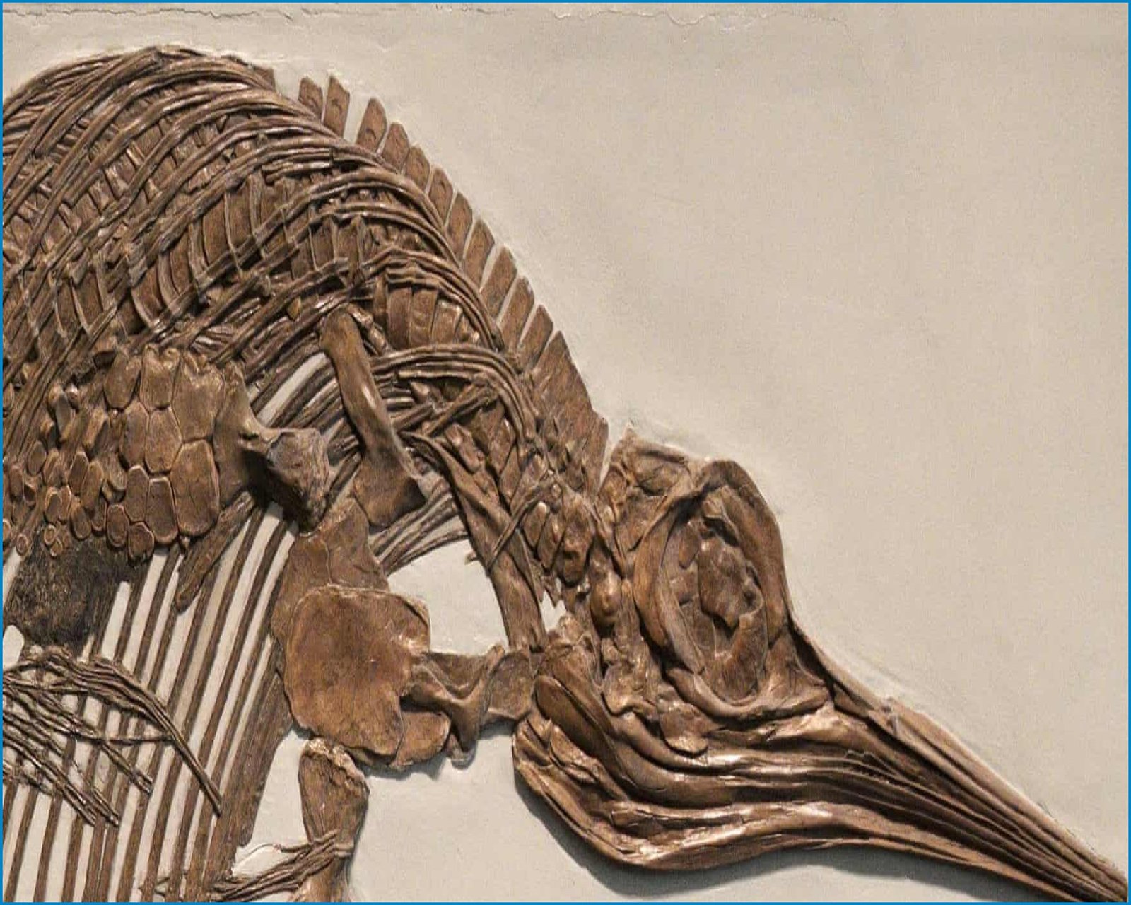 UK’s Best Jurassic Fossil Collection Sold to Abu Dhabi