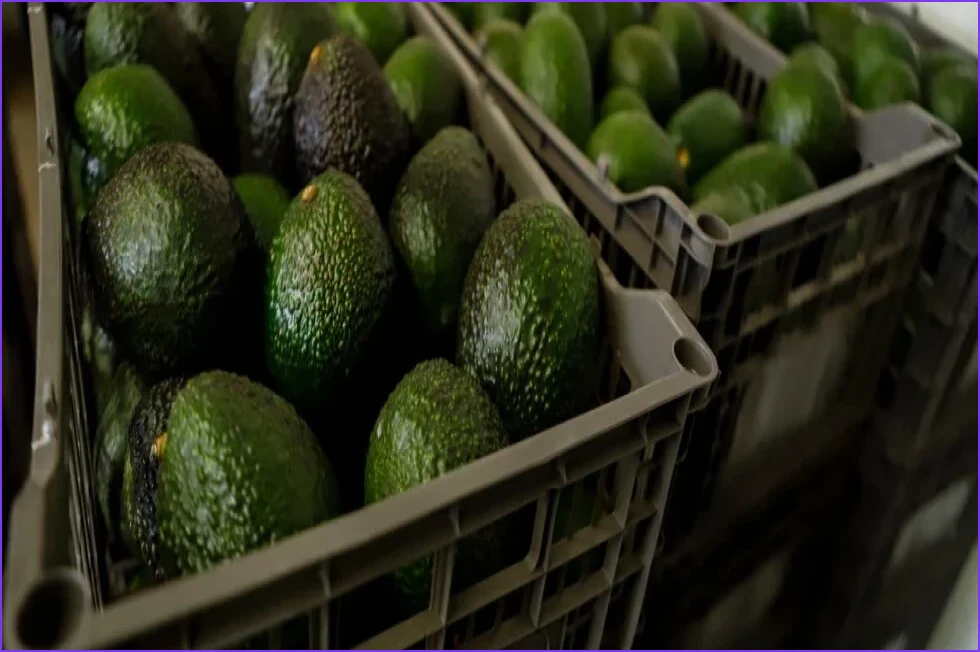 US Suspends Avocado Inspections in Mexico Over Security Threats