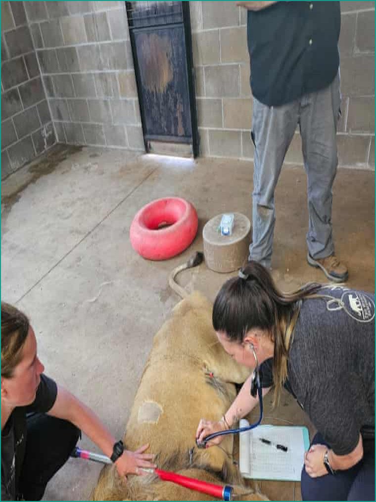 Ukrainian War Rescue Lion Battles Rare Fungal Infection