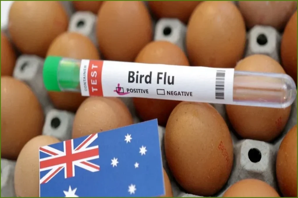 Victoria Orders Poultry Lockdown as H5N1 Bird Flu Spreads