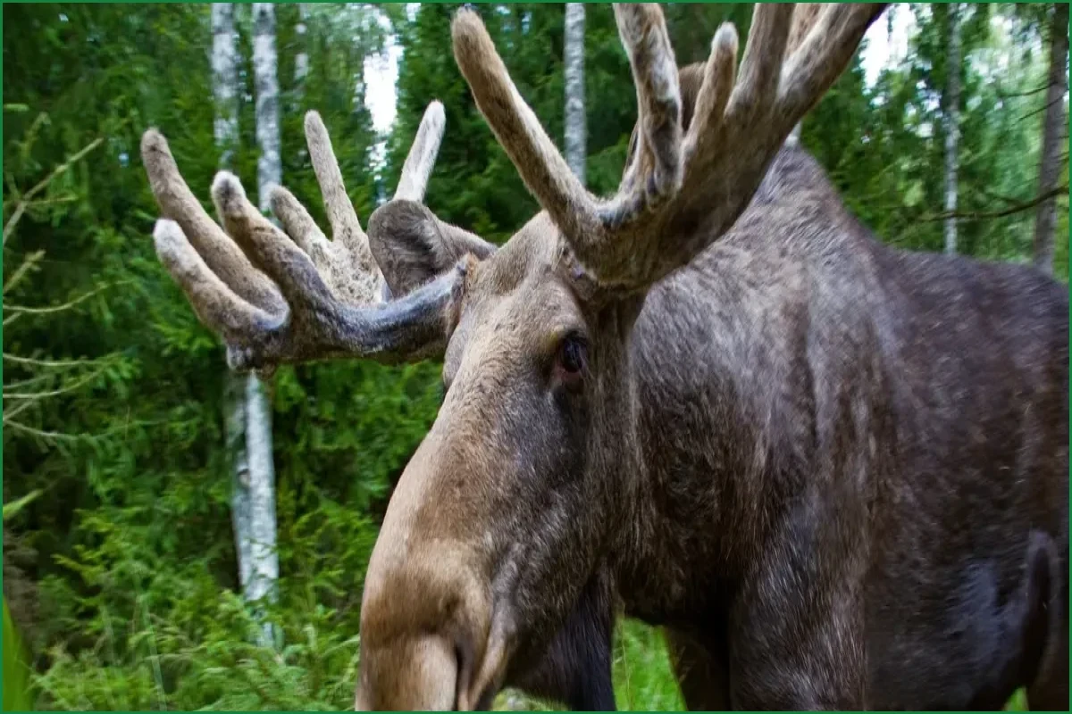 Wild Animals Emit Millions of Tons of Methane Yearly