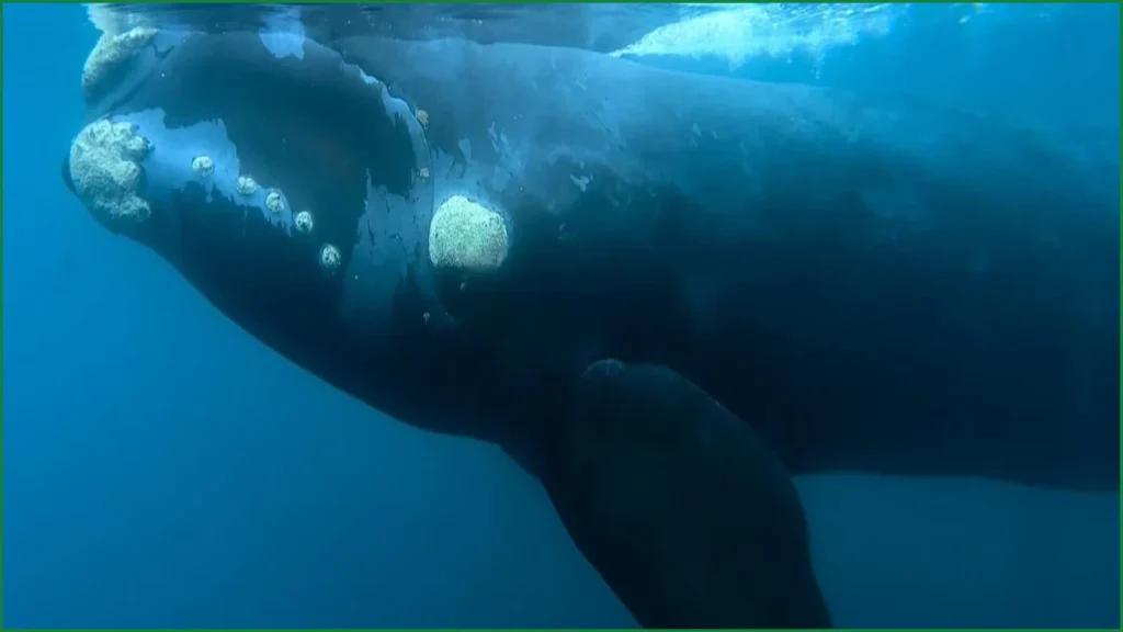 Bacterial Infection Suspected in Surge of Whale Calf Deaths