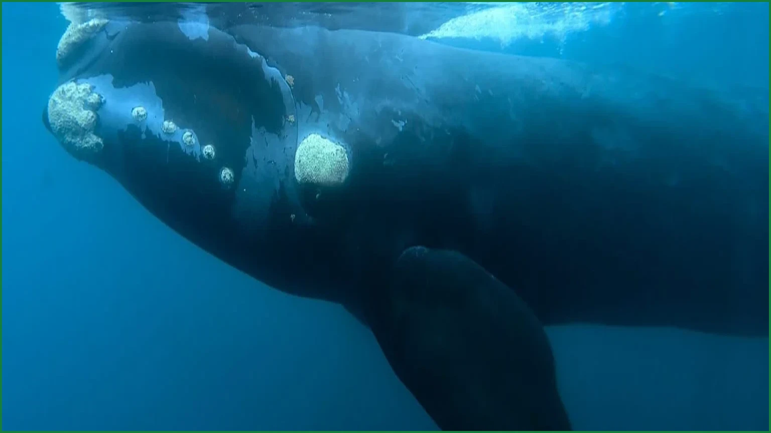 Bacterial Infection Suspected in Surge of Whale Calf Deaths
