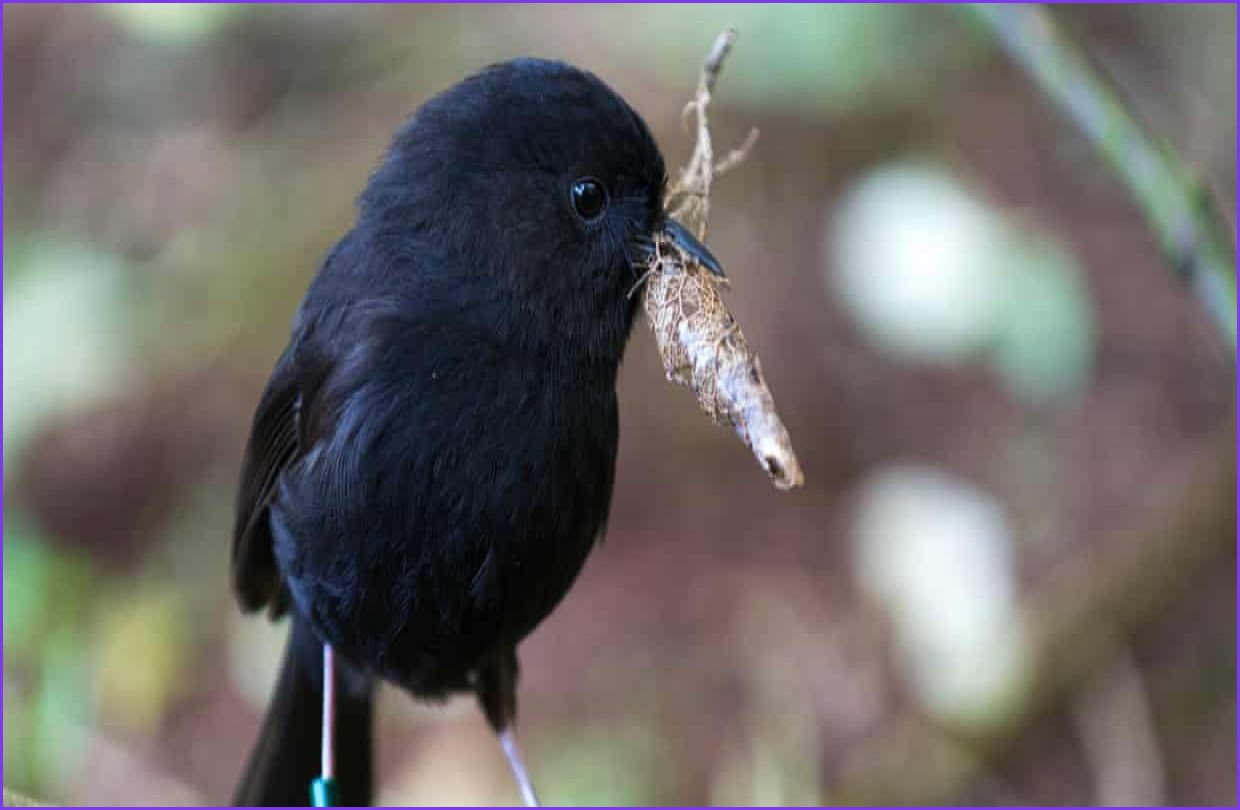 Black Robin Wins New Zealand Bird of the Year