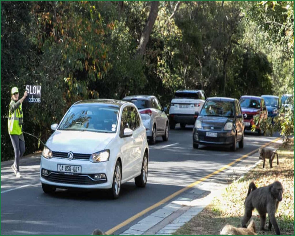 Cape Town Plans Relocation of Problem Baboons Amid Opposition