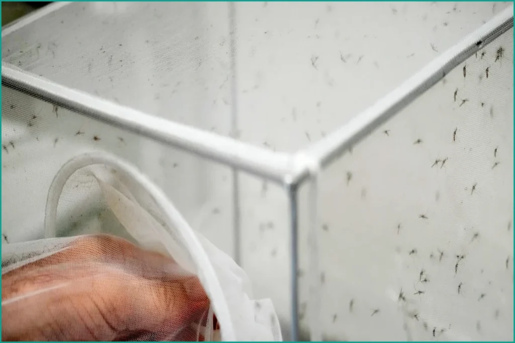 Italy Sees West Nile Virus Spread as Temperatures Rise