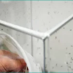 Italy Sees West Nile Virus Spread as Temperatures Rise