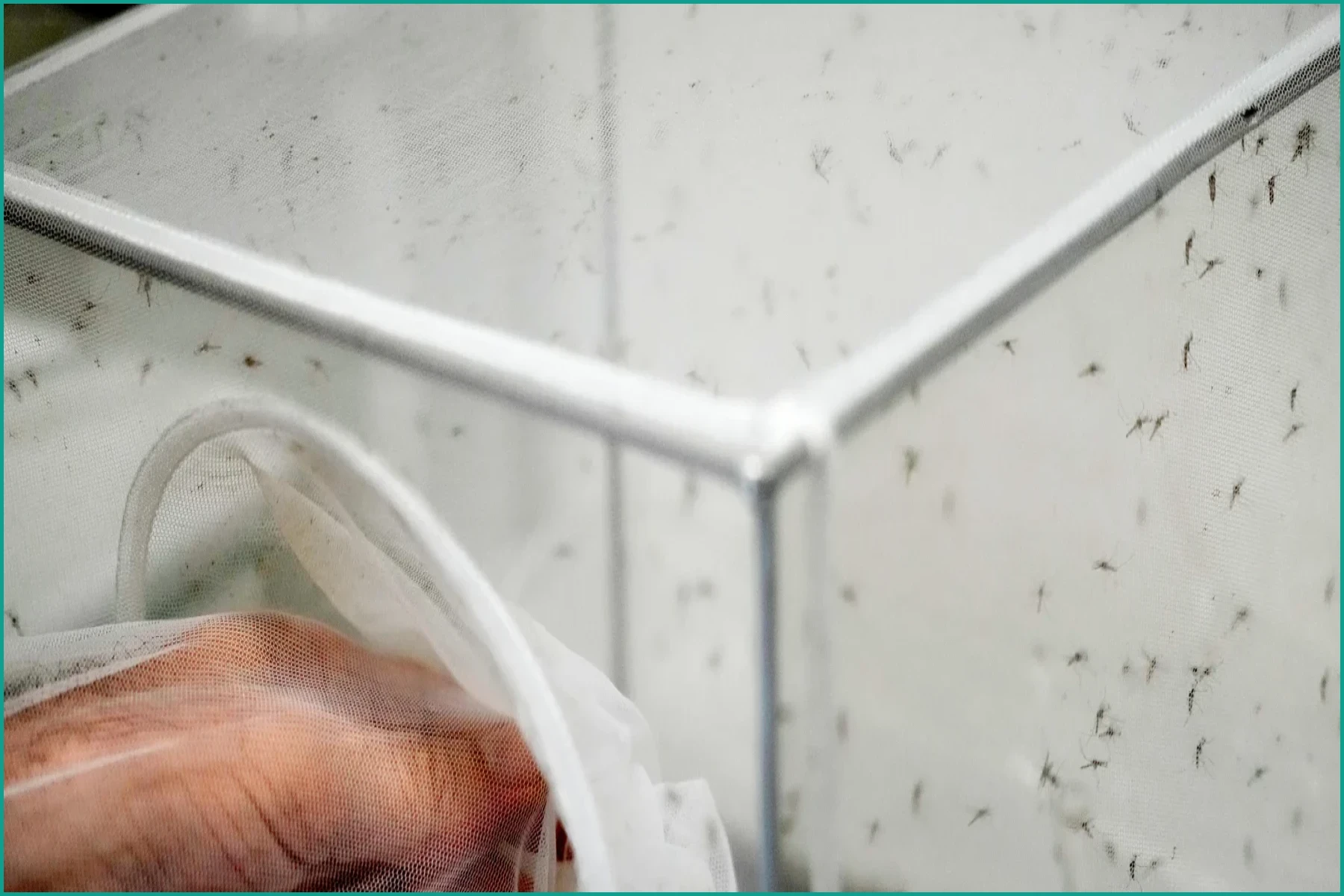 Italy Sees West Nile Virus Spread as Temperatures Rise