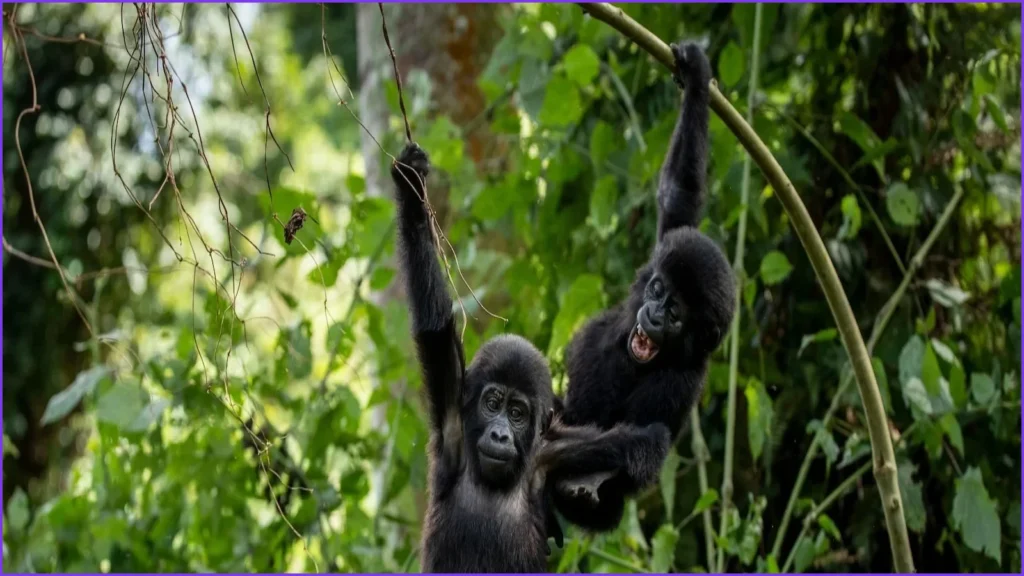 Ugandan Communities Plant Trees to Protect Mountain Gorilla Habitat