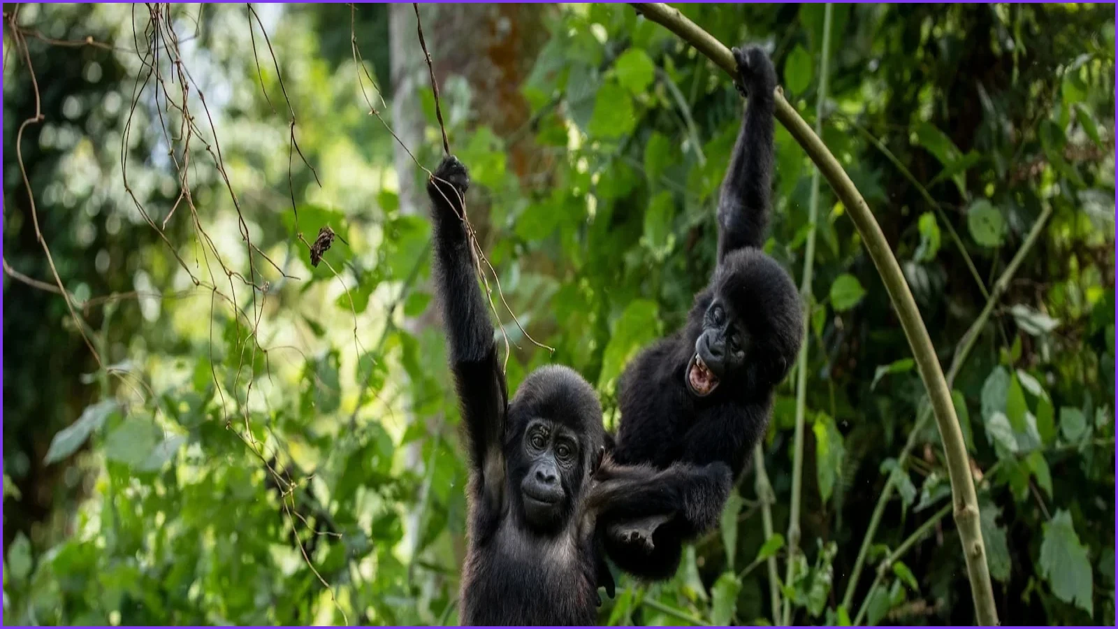 Ugandan Communities Plant Trees to Protect Mountain Gorilla Habitat
