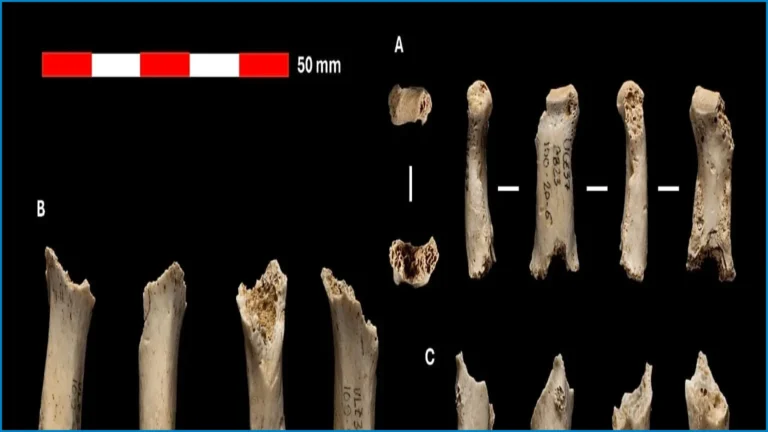 46,000-Year-Old Neanderthal Remains Identified in Navarre Cave