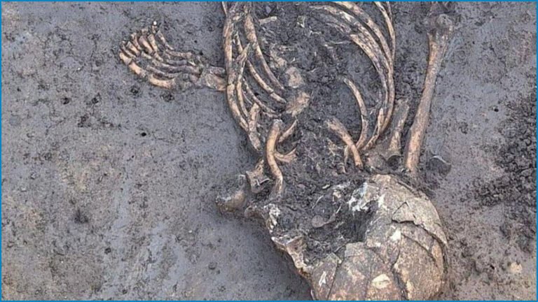 7,000-Year-Old Skeleton with Unusual Posture Baffles German Archaeologists