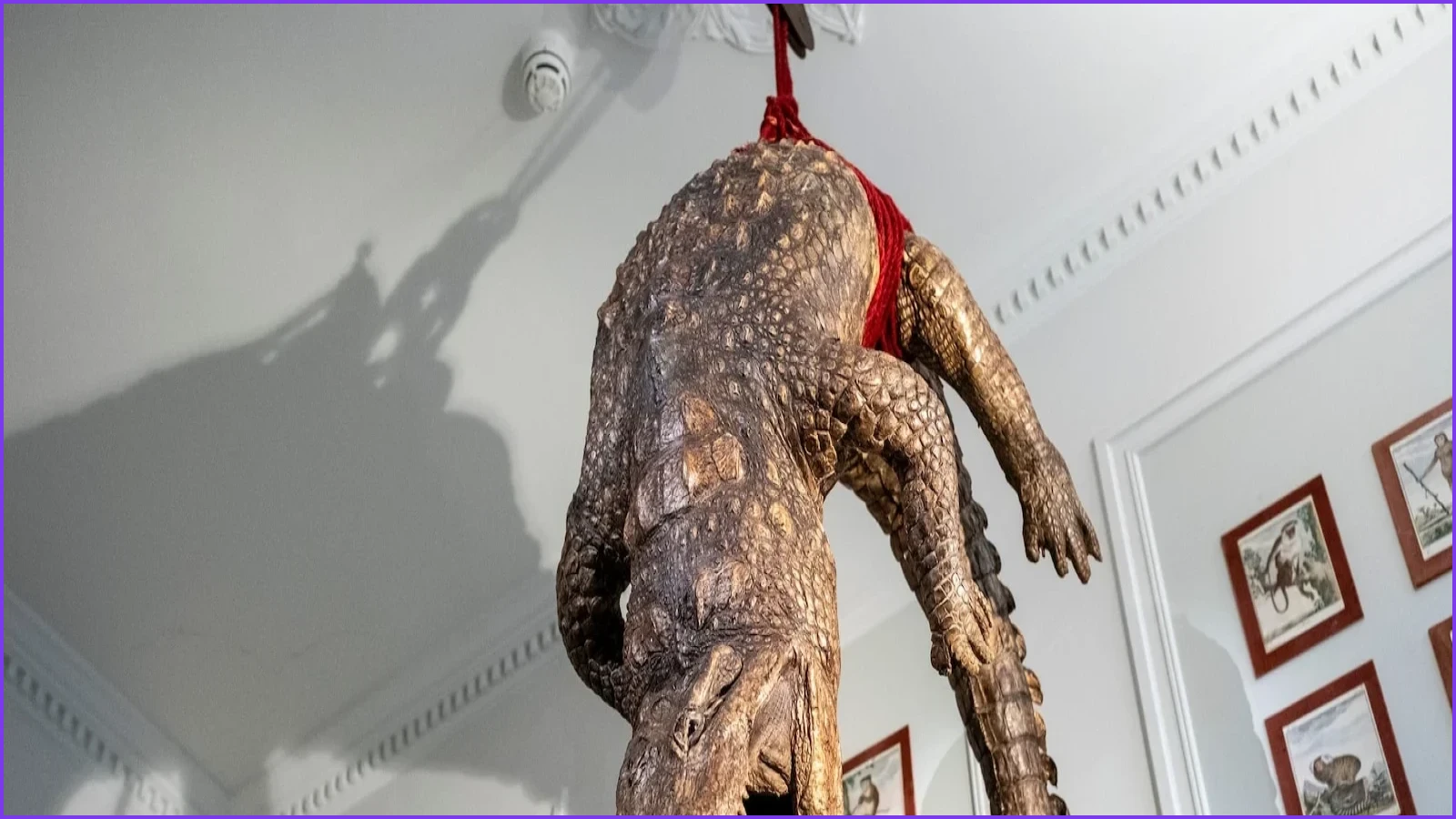 Amsterdam Art Zoo Puts Visitors in Cages Amid Taxidermy