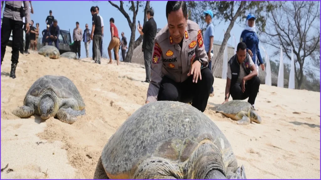 Bali Authorities Release 20 Rescued Green Sea Turtles
