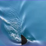 Busan Authorities Seek New Plan to Rescue Trapped Shark