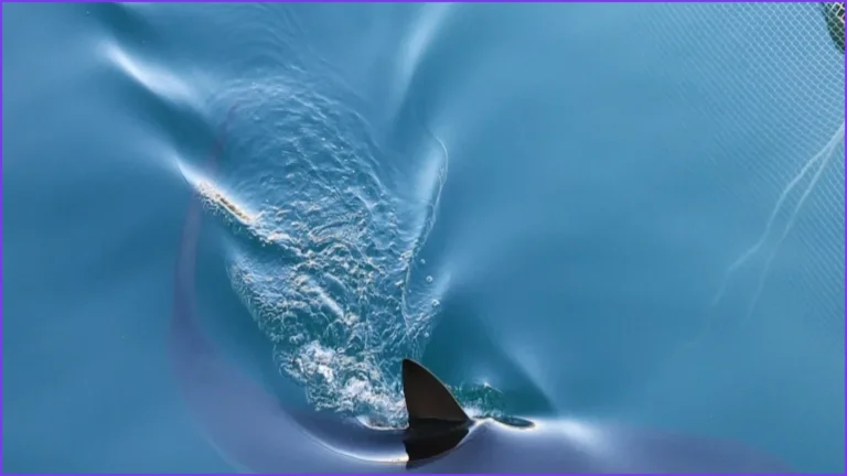 Busan Authorities Seek New Plan to Rescue Trapped Shark