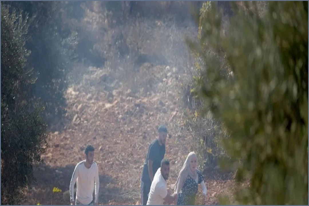 Illegal Settlers Attack Palestinian Olive Harvesters in West Bank