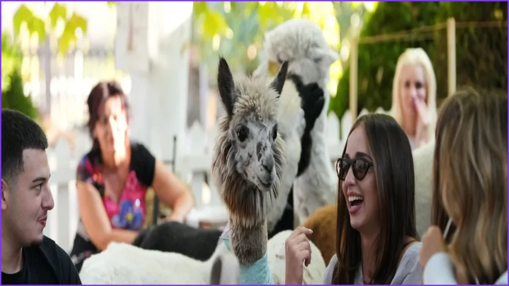 Serbia Cafe Offers Coffee Experience Alongside Six Alpacas