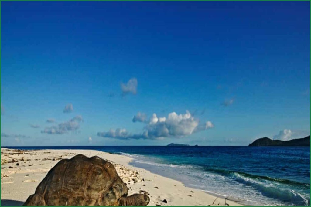 Seychelles Giant Tortoise Population Reaches Record 180,000