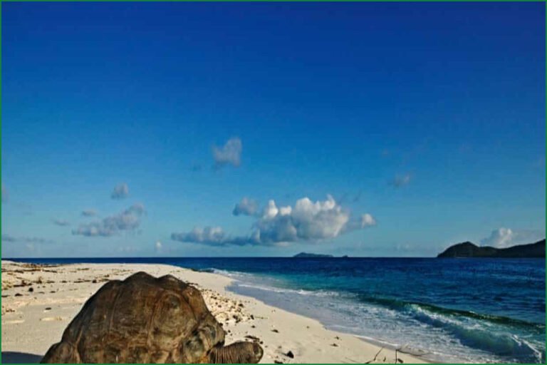 Seychelles Giant Tortoise Population Reaches Record 180,000