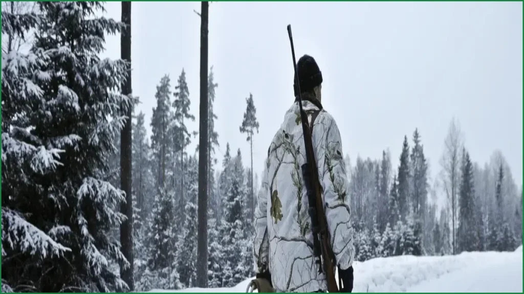 Sweden Authorizes Record-Breaking Winter Wolf Hunt for 2027