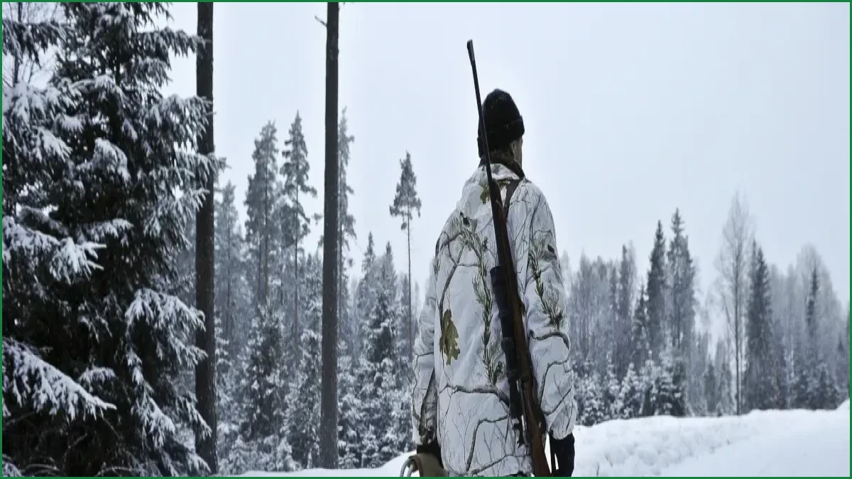 Sweden Authorizes Record-Breaking Winter Wolf Hunt for 2027