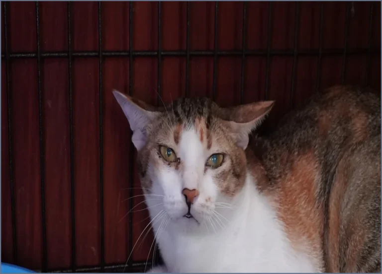 Vietnam Police Arrest 12 for Stealing 2,700 Cats for Meat