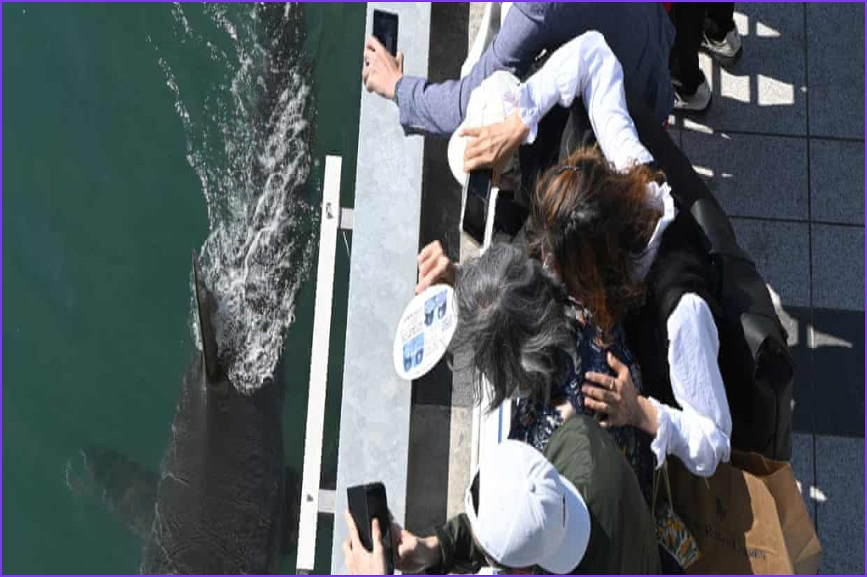 YouTubers Patrol Busan Canal to Protect Trapped Dusky Shark